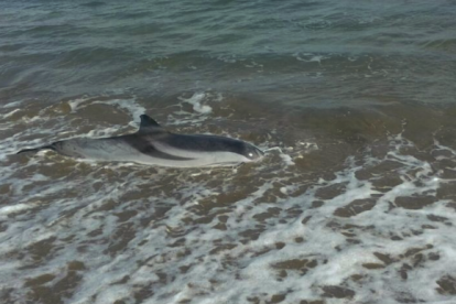 El delfín apareció muerto a la playa de la Bassa de la Arena.