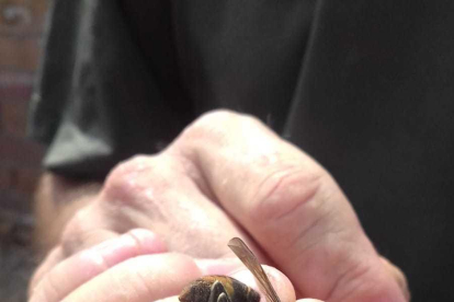 Imatge d'una vespa asiàtica morta retirada de Segur de Calafell.