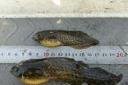 Renacuajos de rana toro encontrados en las lagunas del delta del Ebro.
