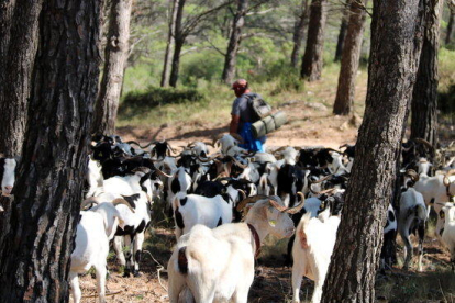 Un ramat d'ovelles pasturant entremig de troncs d'arbre, amb el seu pastor Martí Badoqui, caminant al fons.