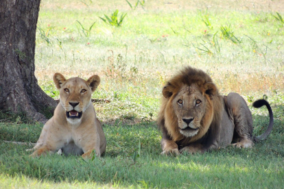 Imagen de archivo de dos leones africanos.