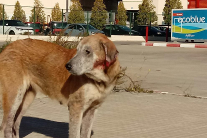 Rescatada una perra que llevaba|traía 12 años abandonada a un polígono de Valls