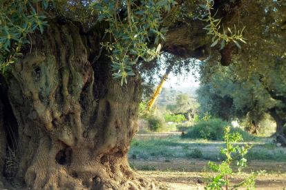 El tronco del olivo milenario del Pou de les Piques de Godall, mientras una grúa en el fondo se lleva otro ejemplar de olivo de uno otra finca.