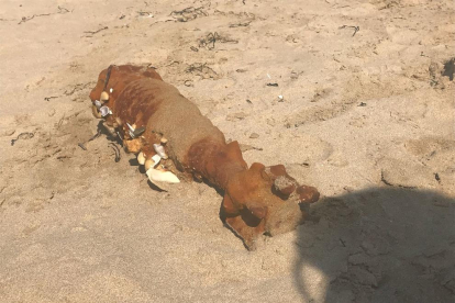 Imatge del projectil que s'ha trobat a la platja Llarga.