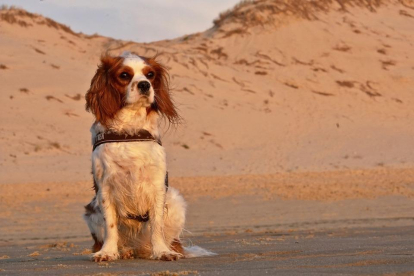 Perro en la Playa.