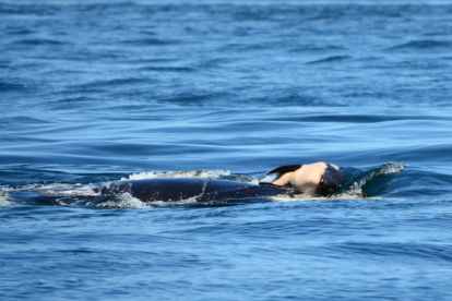Imatge de l'orca Tahlequah carregant la seva cría.