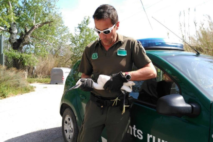 Els Agents rurals van traslladar l'au a un centre de fauna.