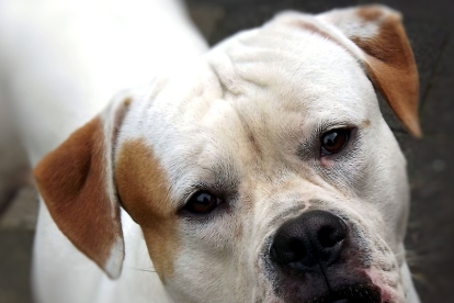 El gos de Cristian Dutu era un bulldog americà.