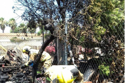 Imatge de la brossa i dels troncs que han cremat en l'incendi a Deltebre.