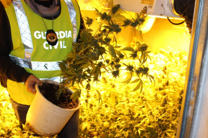 Los policías intervinieron 400 plantas de marihuana en fase de recolecció.