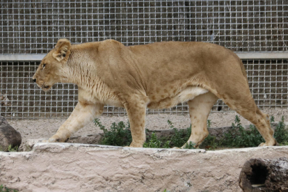 Una de las leonas del Zoo de Barcelona.