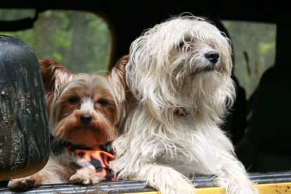 Dos gossos viatjant en cotxe.