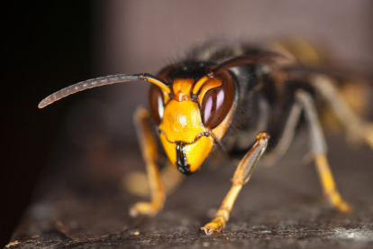 Un exemplar de la vespa Velutina
