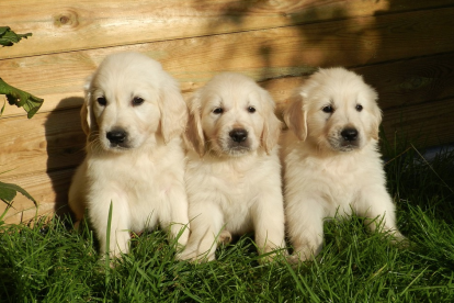 Imagen de archivo de tres cachorros de perro.
