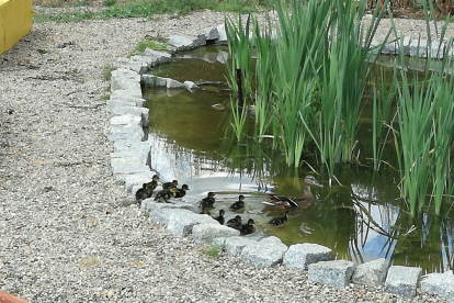Los patos acabados de nèixer en la escuela Baltassar Segú de Valls.