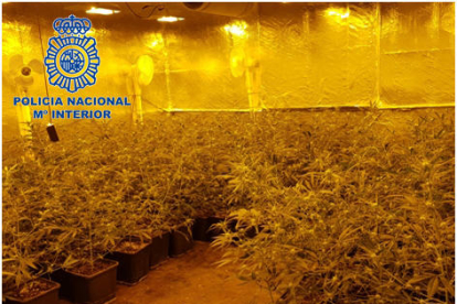 Imatge d'una de les plantacions de marihuana que controlava l'organització criminal.