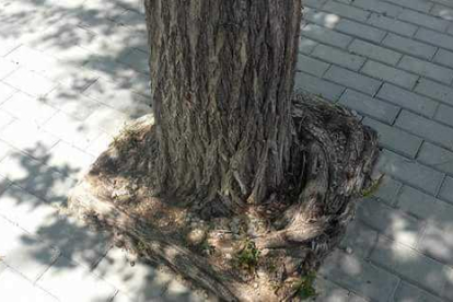 Imatge d'un dels arbres amb poc espai per créixer.