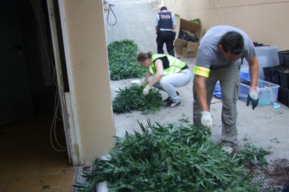 Los Mossos intervinieron más de 900 plantas y 36 kilos de ovillos de marihuana en dos casas de Almoster y Mont-roig del Camp