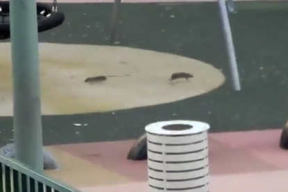 Captura de imagen del vídeo en que se pueden ver dos ratas paseando por un parque infantil de Bonavista.