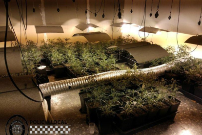 La Policía Local de Cambrils localizó una plantación de marihuana en una masía abandonada.