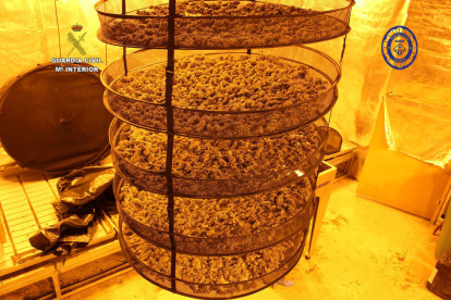 Se interceptaron 30 kilos de cogollos de marihuana en un secadero acondicionado en la vivienda.