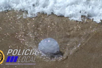 Imatge d'una de les meduses aparegudes a la Cala Berenguer.