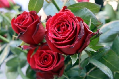 La Festividad de Sant Jordi cae en día laborable, lo que hace mejorar las previsiones de ventas de rosas en un 25%, hasta los 7 millones.