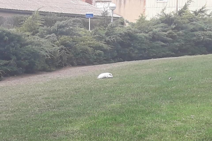 Uno de los animales paseando por el césped que hay en la plaza.