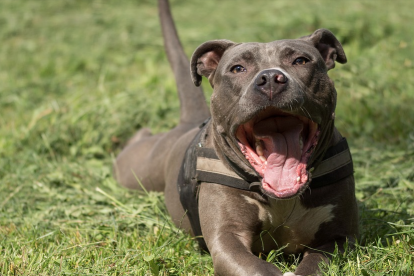 La Policia Municipal va comprovar posteriorment que el gos responia al nom d'Arda, un american stafford terrier.