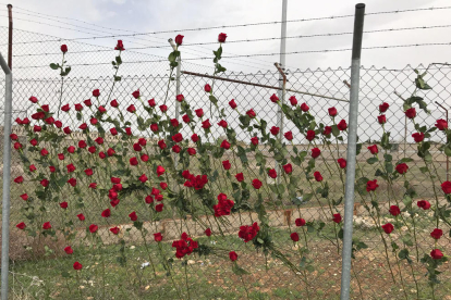 Las rosas en la valla de la prisión de Alcalá Meco.