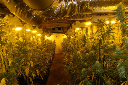 Es van localitzar 1.279 plantes de marihuana.