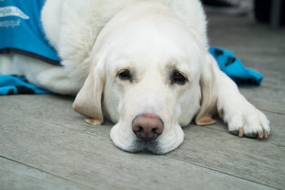 Una gossa amb piomètria mostra una actitud passiva i pot tenir febre.