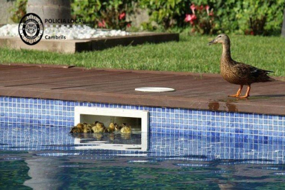 Los patos no podían salir de una piscina comunitaria.