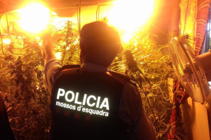 Pla obert d'un dels agents dels Mossos d'Esquadra en el desmantellament d'una plantació de marihuana a Reus.
