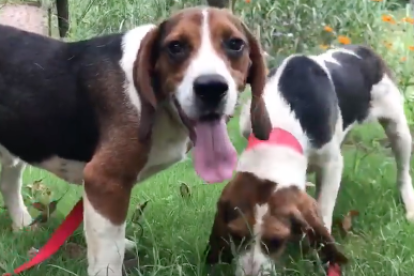 Una organización rescata beagles usados en laboratorios cuando iban a ser sacrificados para comer
