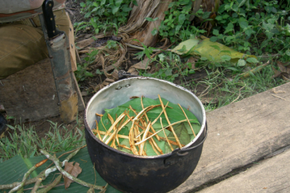 Imatge de la preparació de la planta de l'ayahuasca .