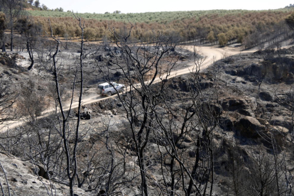 Un vehicle circula pels camins de Bovera, entre finques cremades. Imatge de l'1 de juliol de 2019.