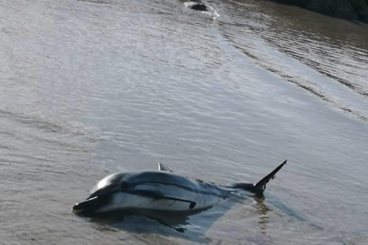 Imagen del delfín varado en la arena.