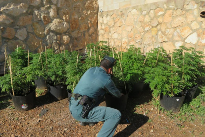 El detingut tenia cura d'una plantació d'exterior i una altra d'interior.