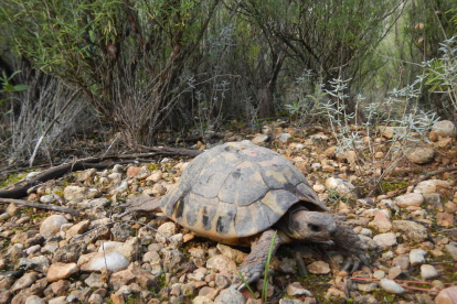 El programa de reintroducción de la especie ha soltado unos 4.000 ejemplares desde el 2005.