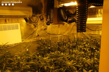 En uno de los registros se decomisaron 117 plantas de marihuana en una habitación.