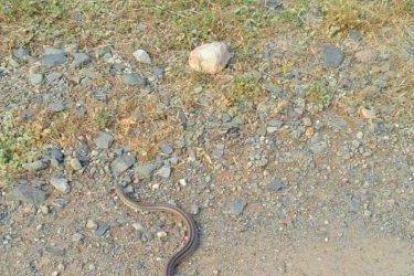 Imatge de la serp localitzada en una masia de Reus.