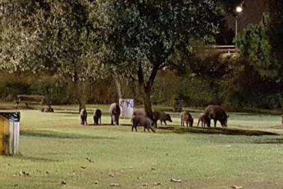 Imatge d'arxiu d'una manada de porcs senglars menjant a la zona de les taules, propera al col·legi Cèsar August.