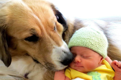 Imagen de un perro y un bebé.