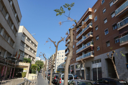 Arbres podats al carrer Francesc Bastos de Tarragona.