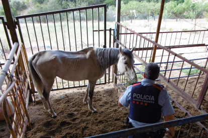 Un dels cavalls desnodrits atès per un agent dels Mossos a Alfara de Carles.