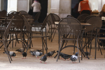 Reus tiene actualmente una población de cerca de 40.000 palomas.