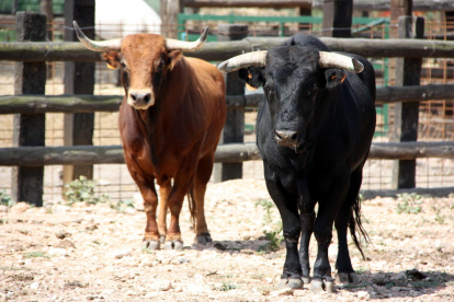Dos toros bravos de la ganadería 'Lo Xarnego' en la finca Les Olles.