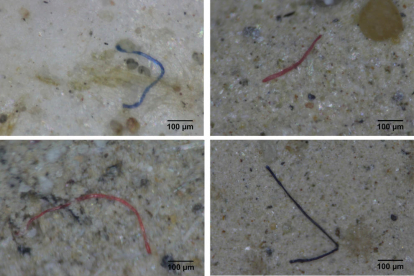 Detall de microplàstics estudiats per la UAB al delta de l'Ebre. Imatge publicada el 4 de juliol del 2019 (horitzontal)