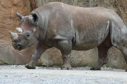 El rinoceronte negro occidental fue declarado oficialmente extinto en noviembre de 2011.
